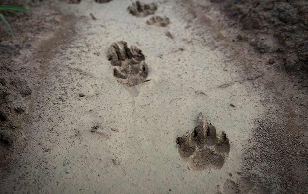 animal tracks in snow