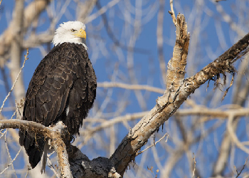 American Bald Eagle perched on a branch
