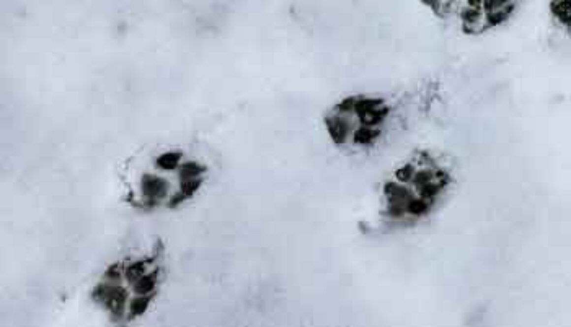 animal tracks in the snow