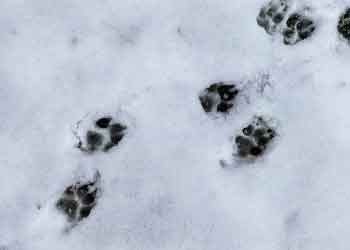 animal tracks in the snow