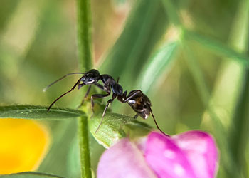 ant crawling on flower