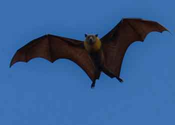 bat flying