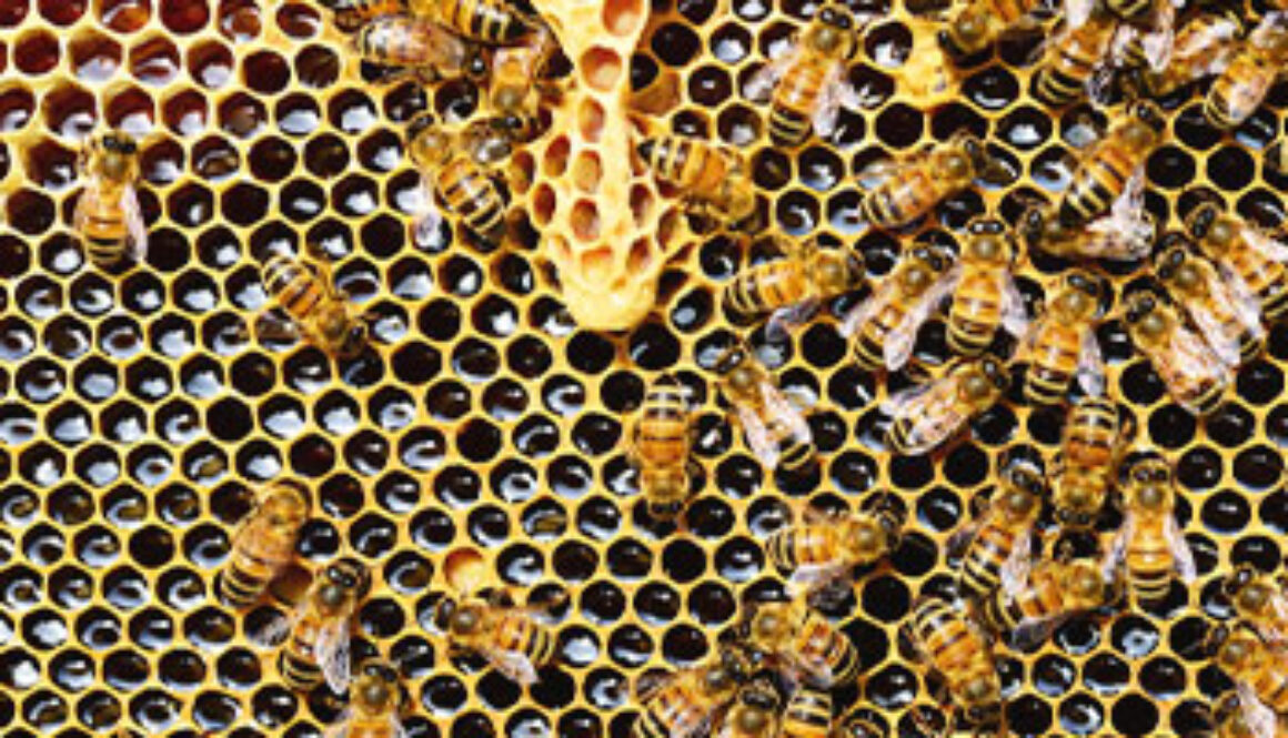 bees with closeup of hive and dripping honey