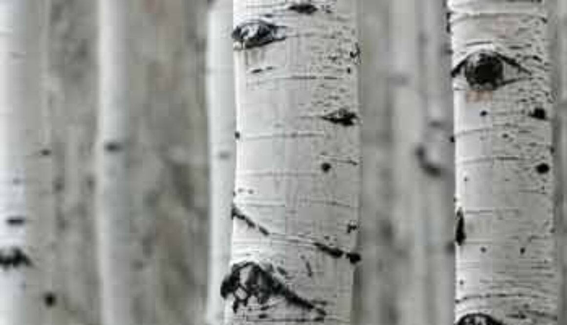 closeup of white birch tree trunks