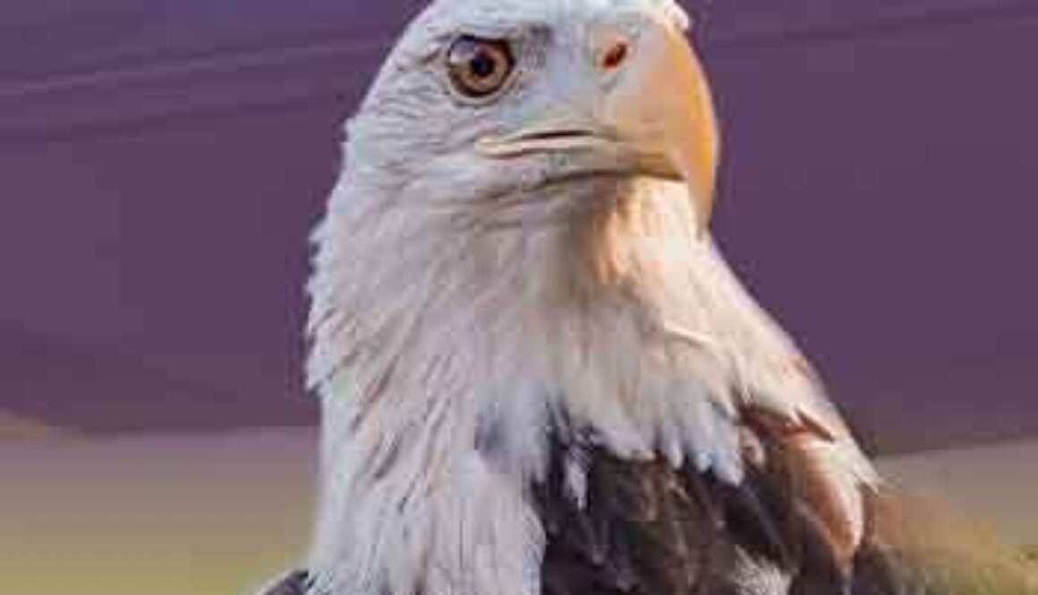 american bald eagle head shot