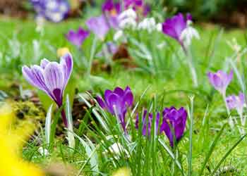 crocus flowers blooming in grass