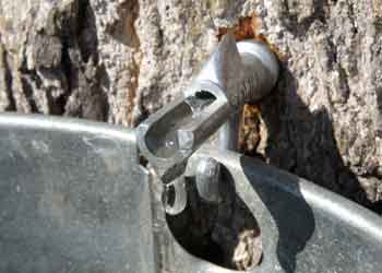 spiel dripping sap into bucket close up