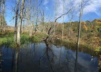 image of standing water