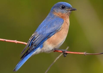 bluebird perched on a branch