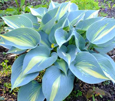 close up of blue hosta plant