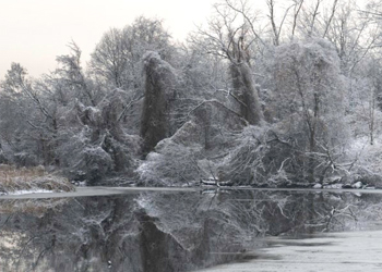 frozen marshlands forest in background