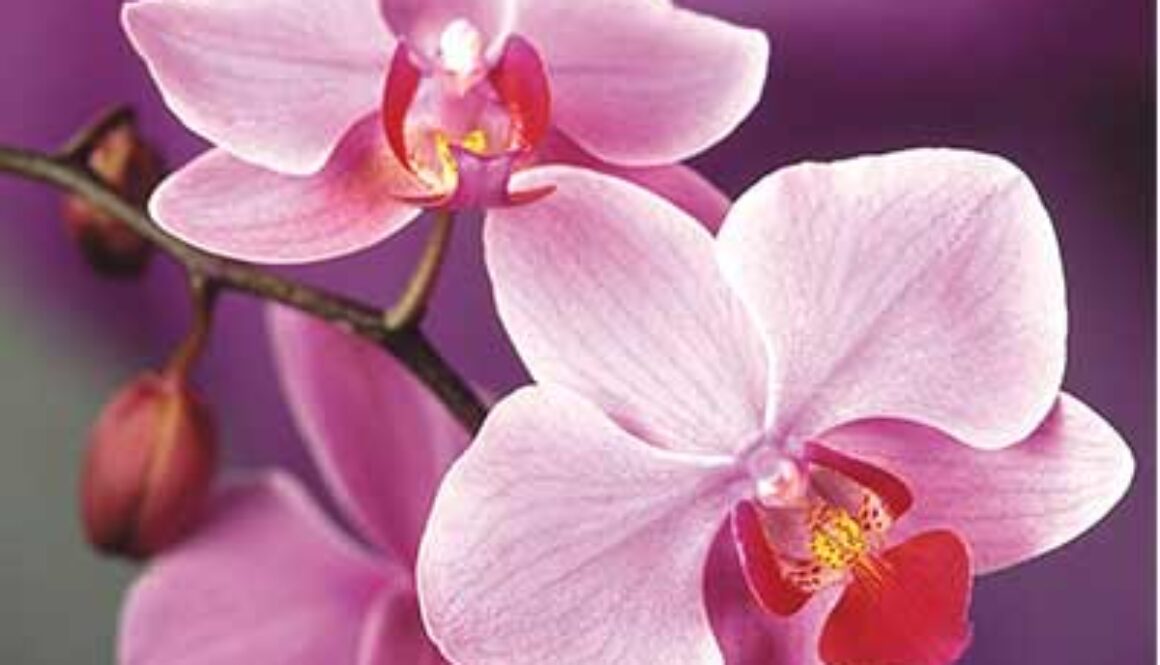 pink orchids