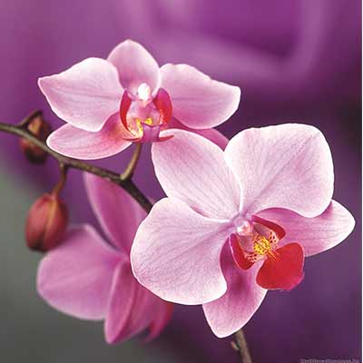 pink orchids