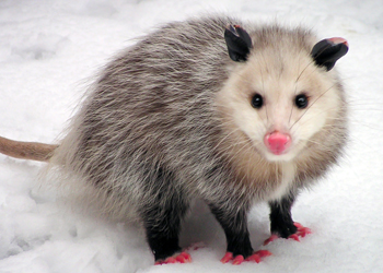 opussum looking into camera stand on snow
