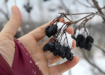 hand holding dried berries in winter snow