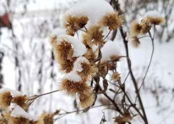Close up of weed covered with snow