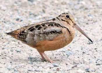 American woodcock bird