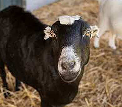 black pigmy goat looking into camera